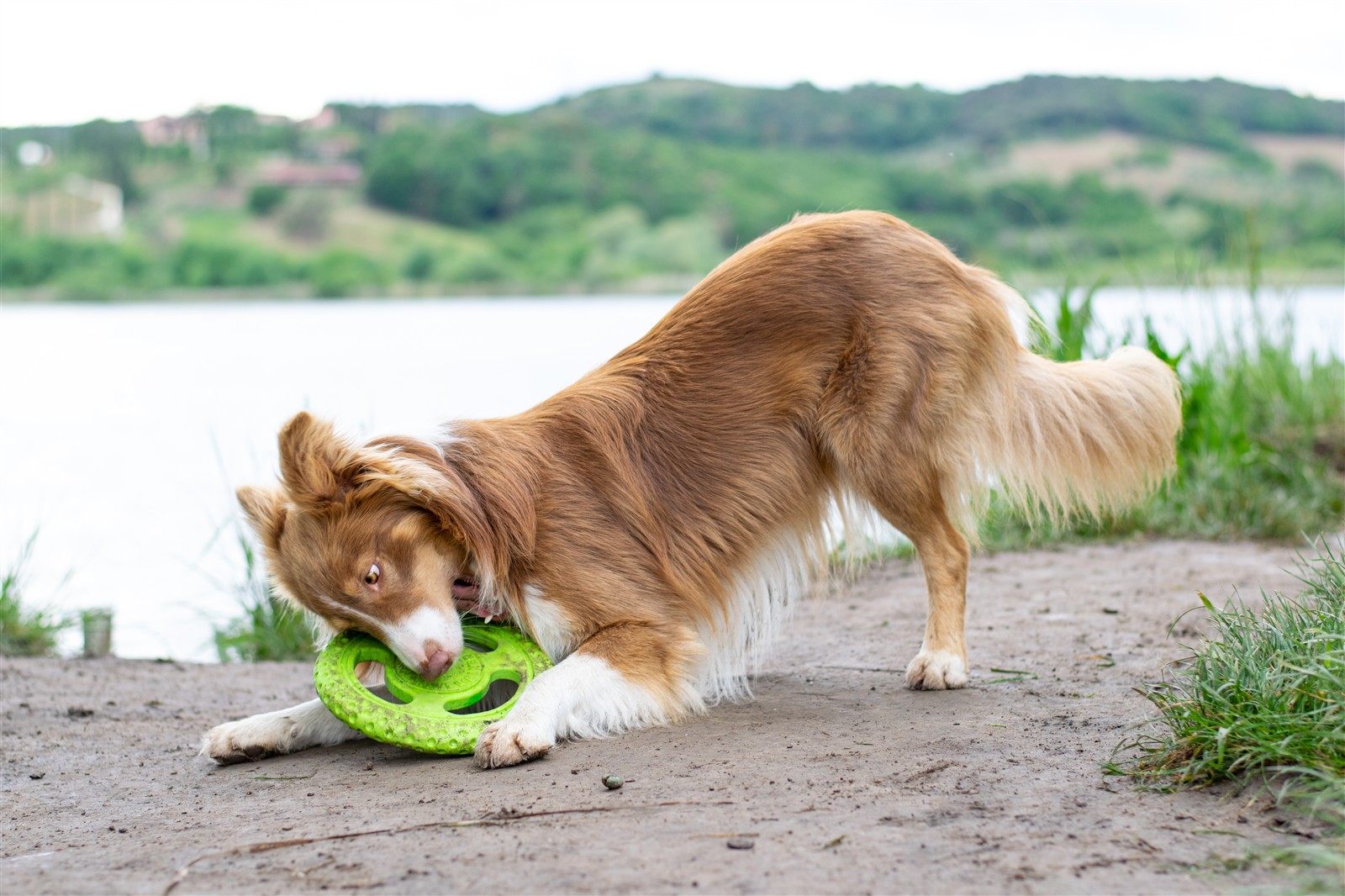 Kiwi-Walker, Frisbee Maxi grün 22cm