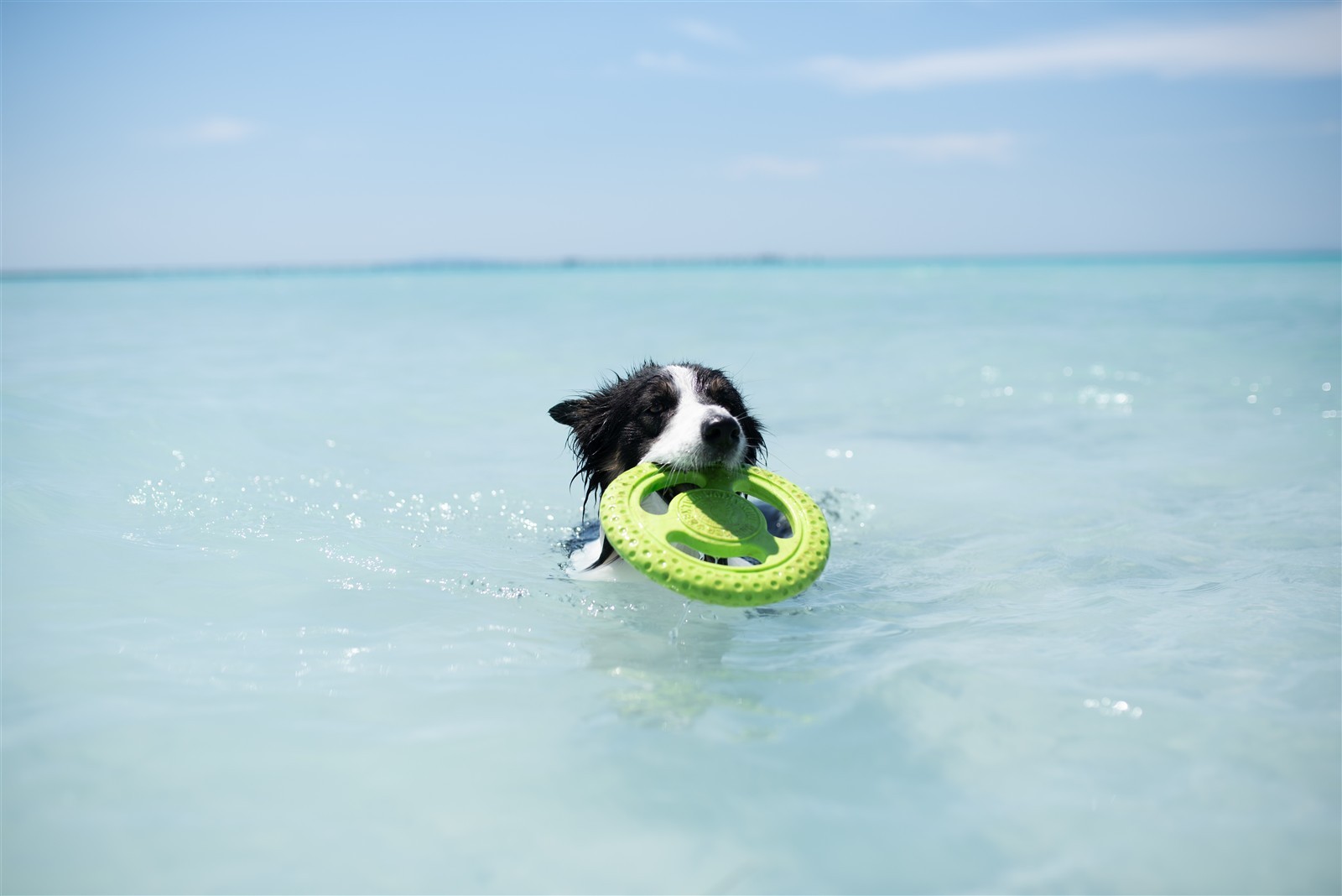 Kiwi-Walker, Frisbee Maxi grün 22cm