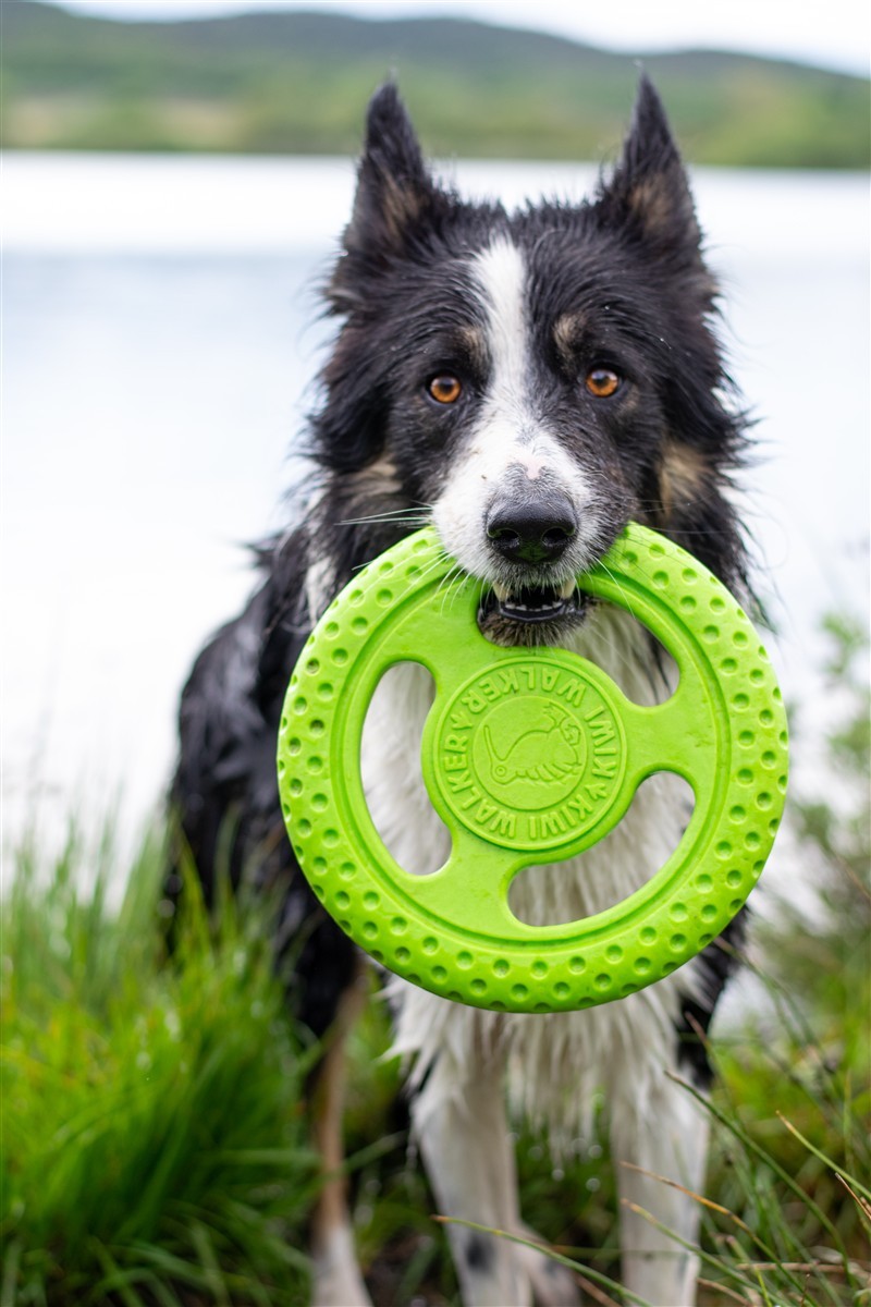 Kiwi-Walker, Frisbee Maxi grün 22cm