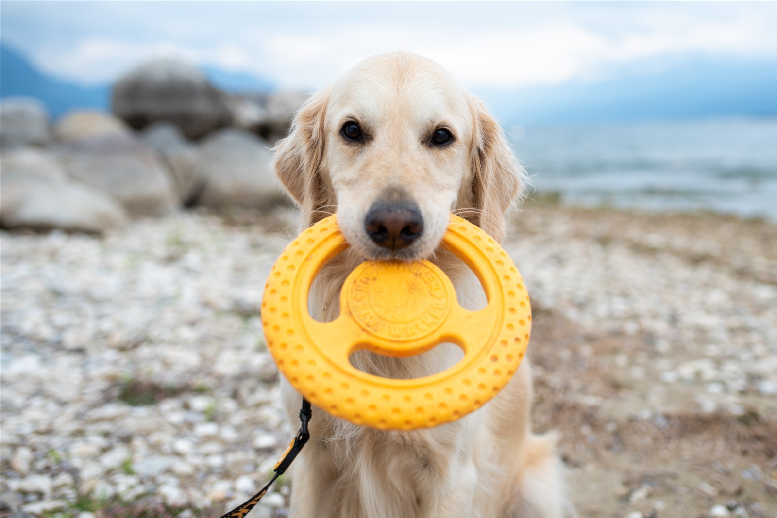 Kiwi-Walker, Frisbee Maxi orange 22cm