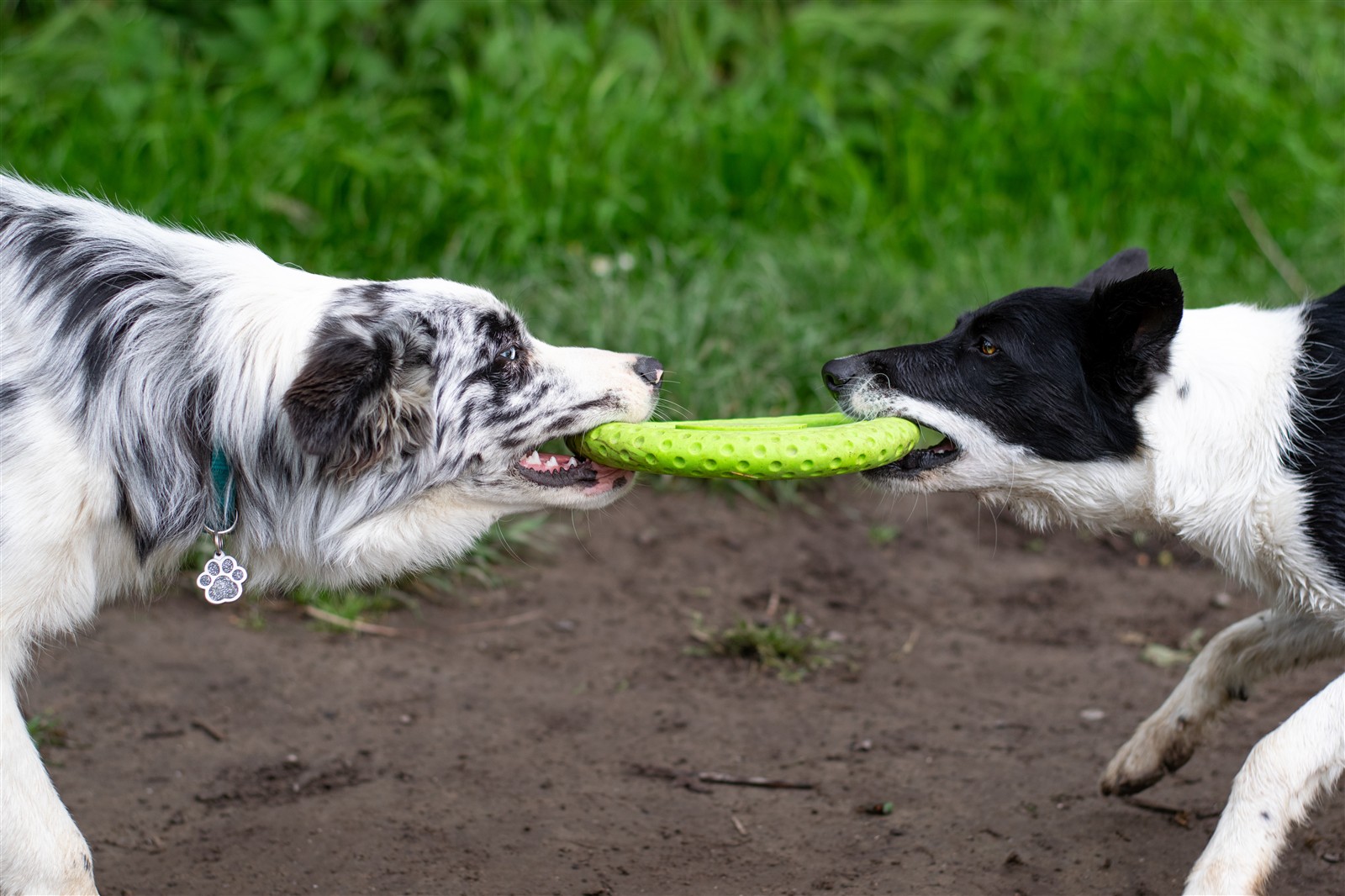 Kiwi-Walker, Frisbee Maxi grün 22cm