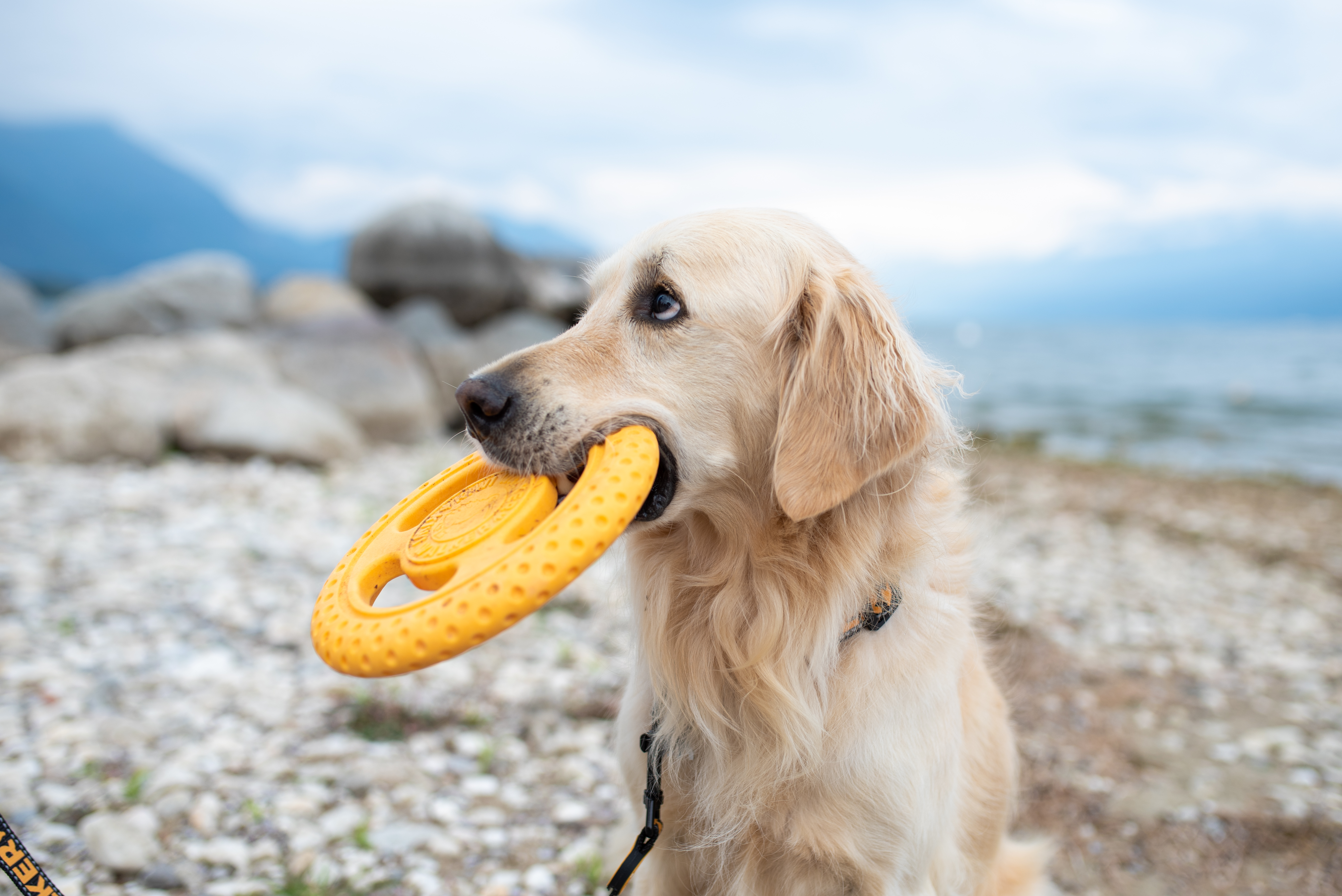 Kiwi Walker, Frisbee Mini, orange 16cm