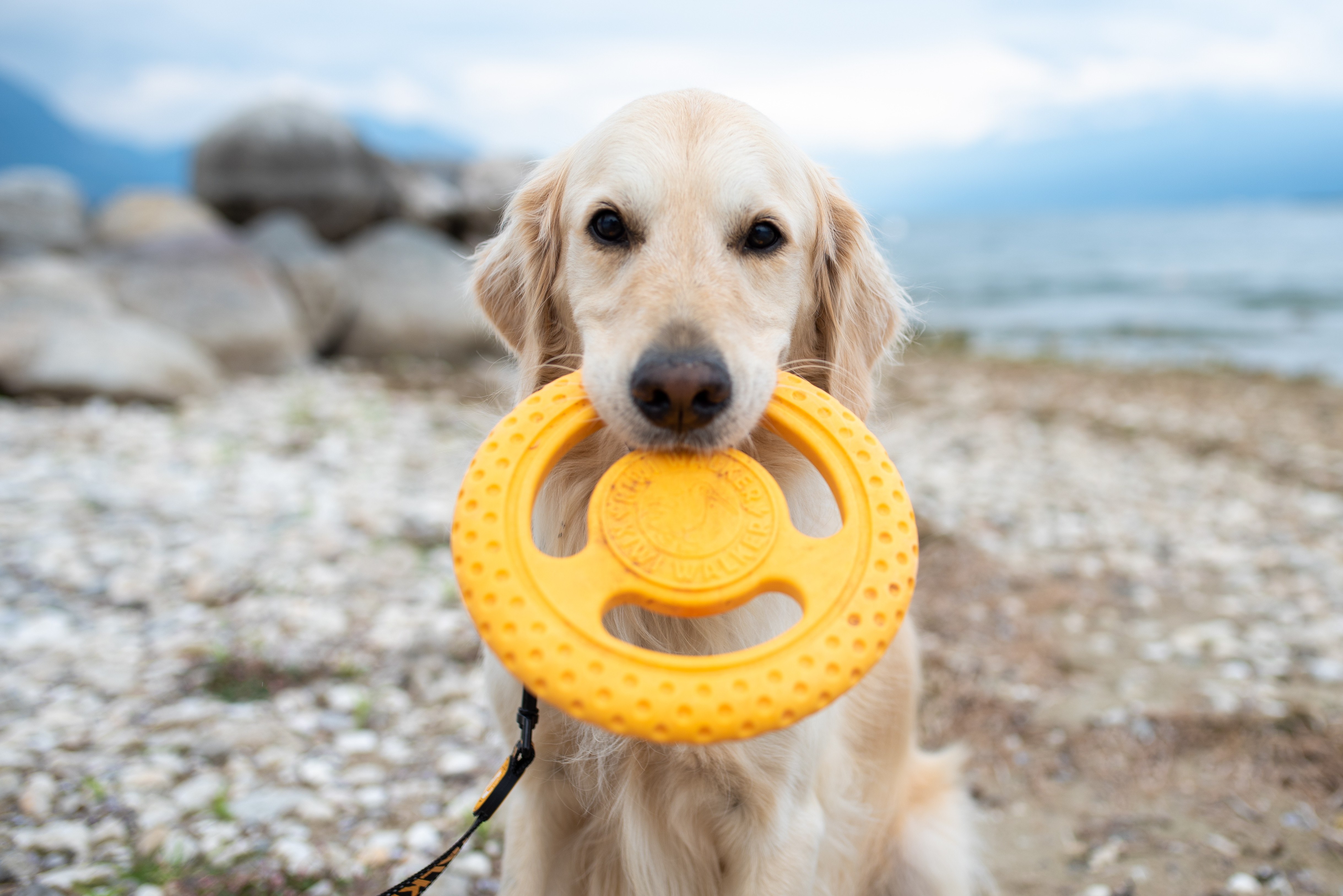 Kiwi Walker, Frisbee Mini, orange 16cm