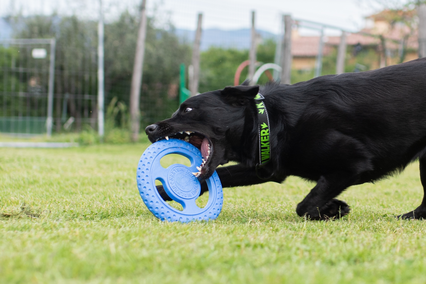 Kiwi-Walker, Frisbee Mini blau 16cm