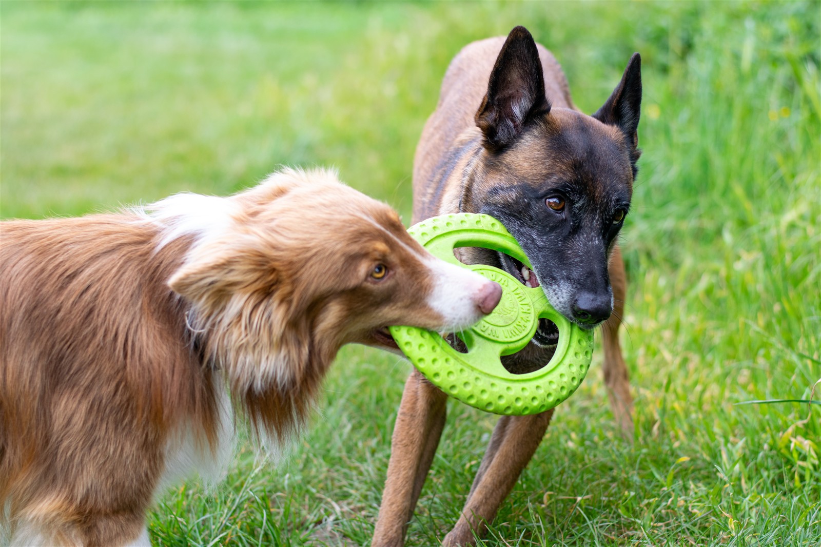 Kiwi-Walker, Frisbee Maxi grün 22cm