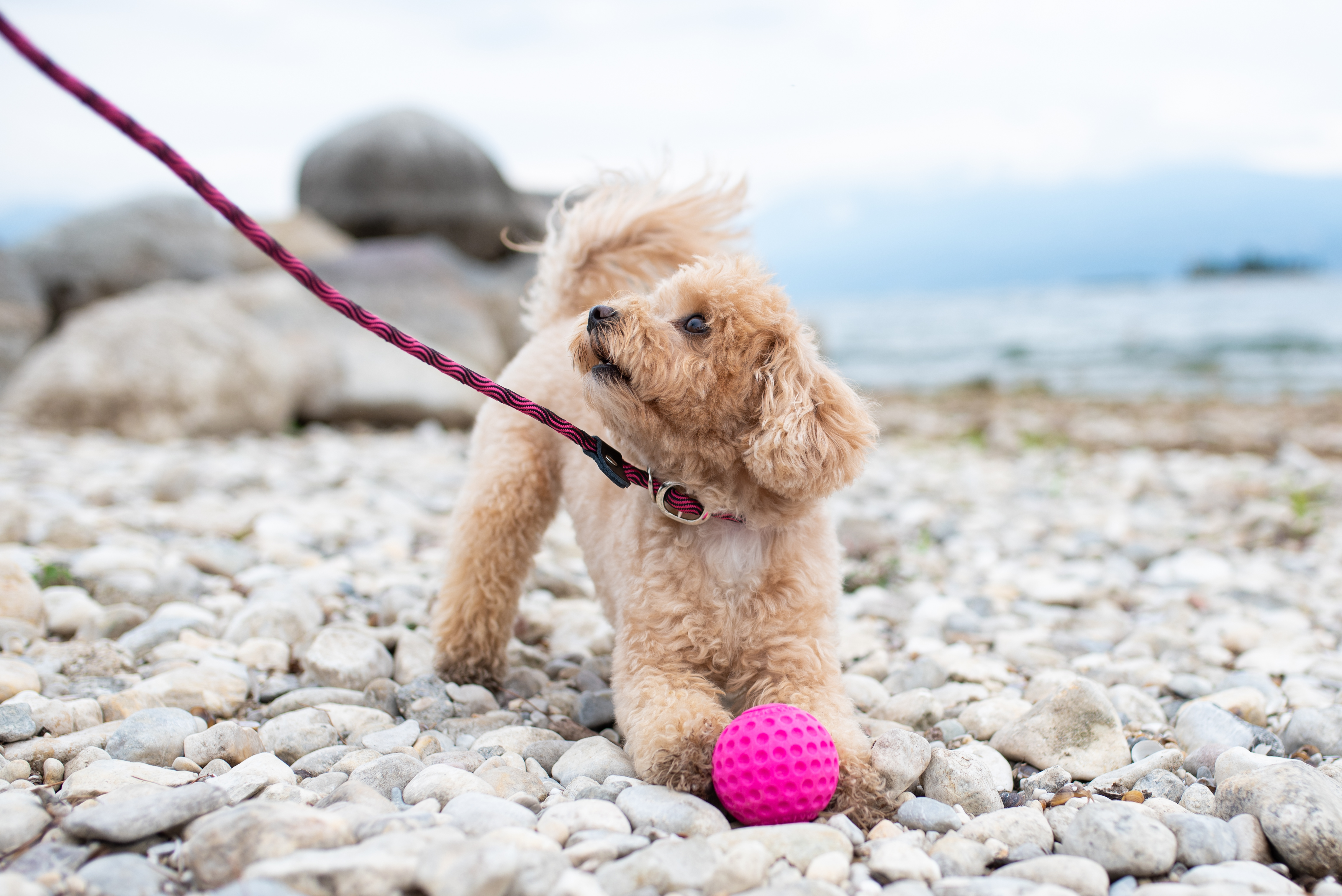 Kiwi-Walker, Ball Mini pink 5cm